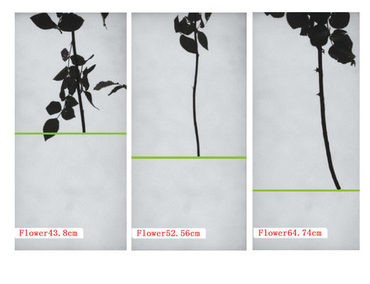 Macchina per la selezione delle rose Focusight Rose e macchina per l'imballaggio delle rose
