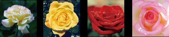 Macchina per la selezione delle rose Focusight Rose e macchina per l'imballaggio delle rose