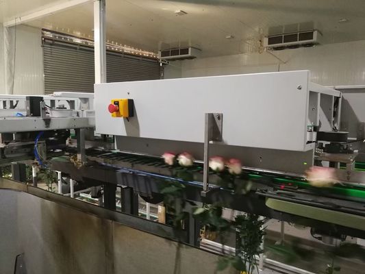 La separazione del fiore ha automatizzato la macchina di ispezione di Focusight